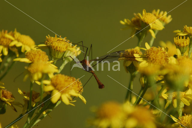 cranefly (Tipula oleracea)
