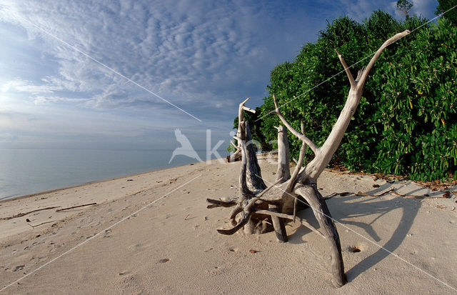 Lankayan island