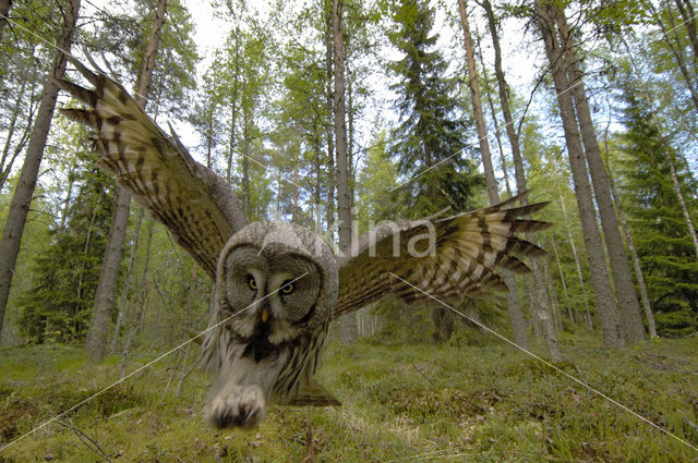 Great Grey Owl (Strix nebulosa)