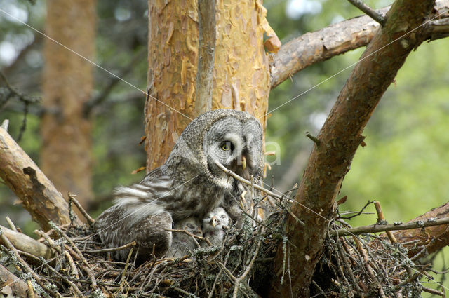 Great Grey Owl (Strix nebulosa)