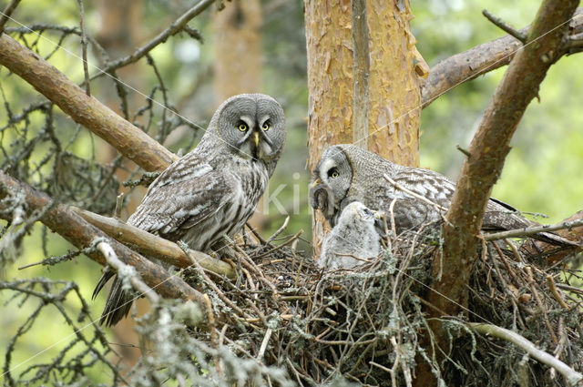 Laplanduil (Strix nebulosa)