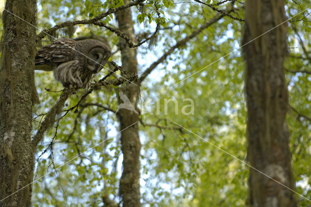 Laplanduil (Strix nebulosa)