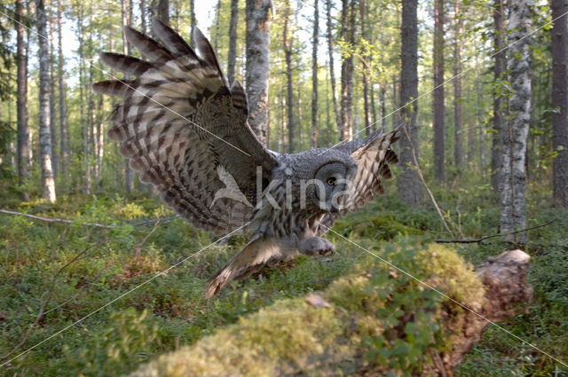 Great Grey Owl (Strix nebulosa)