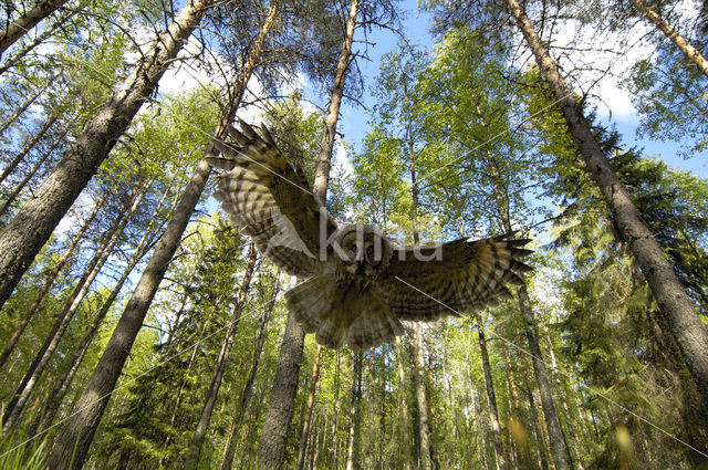 Laplanduil (Strix nebulosa)