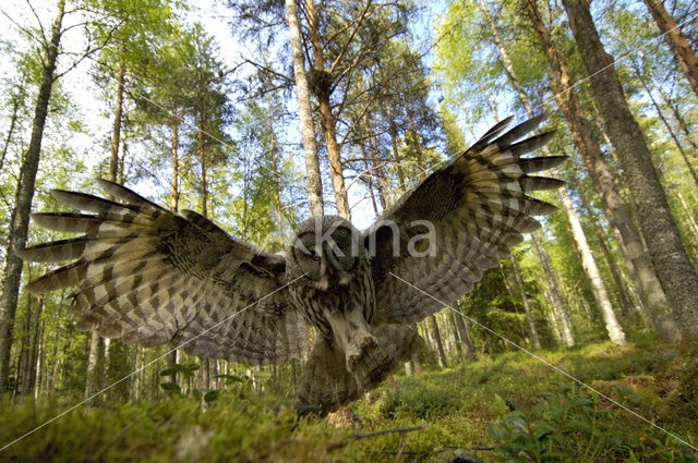 Great Grey Owl (Strix nebulosa)