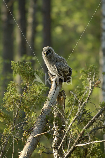 Laplanduil (Strix nebulosa)