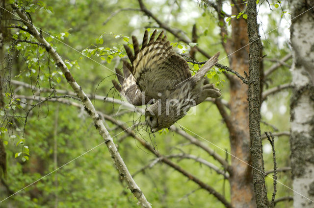 Laplanduil (Strix nebulosa)