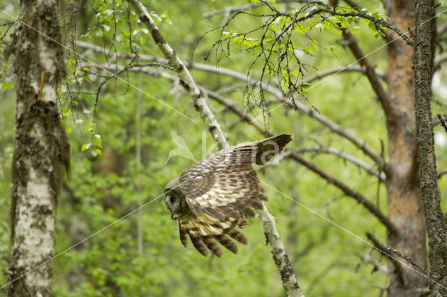 Laplanduil (Strix nebulosa)