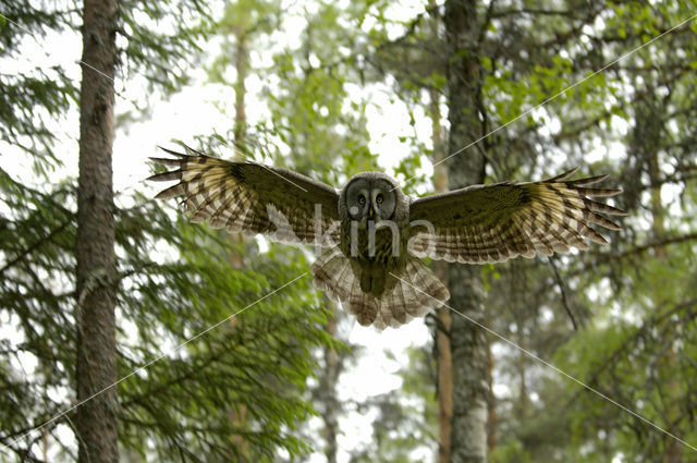 Great Grey Owl (Strix nebulosa)