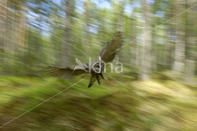 Laplanduil (Strix nebulosa)