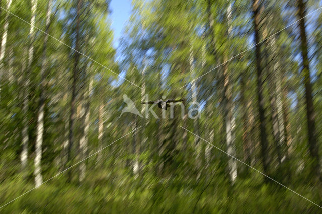 Great Grey Owl (Strix nebulosa)