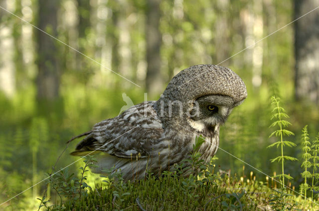 Laplanduil (Strix nebulosa)