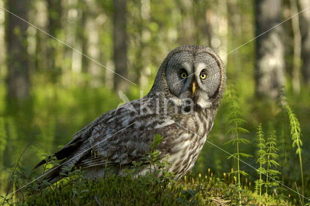 Laplanduil (Strix nebulosa)