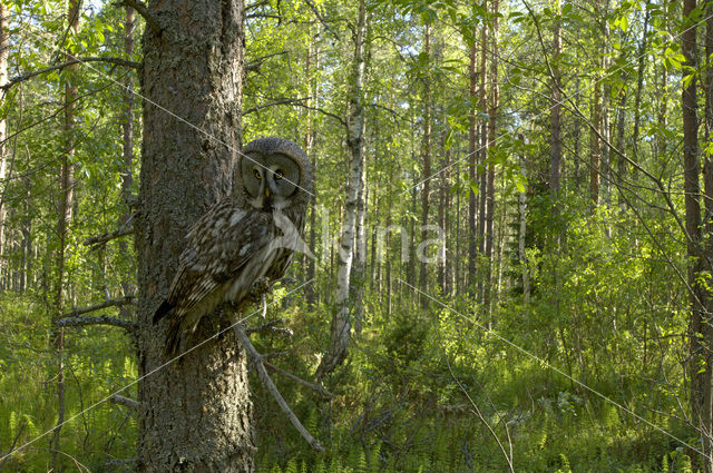 Laplanduil (Strix nebulosa)