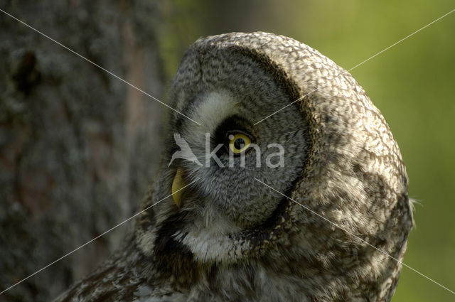 Laplanduil (Strix nebulosa)