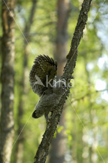 Laplanduil (Strix nebulosa)