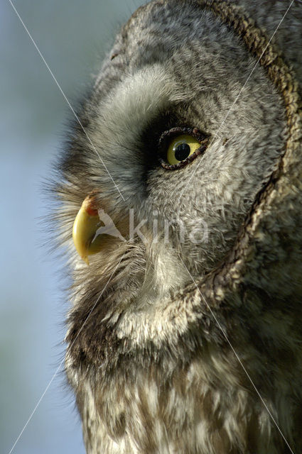 Laplanduil (Strix nebulosa)