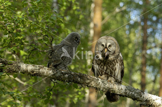 Laplanduil (Strix nebulosa)