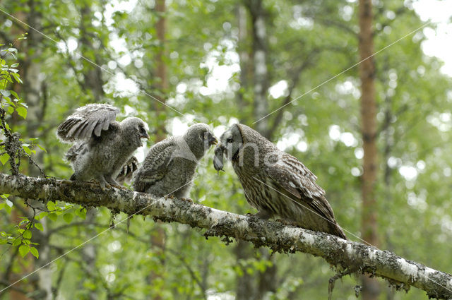 Great Grey Owl (Strix nebulosa)