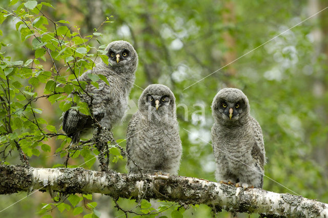 Laplanduil (Strix nebulosa)