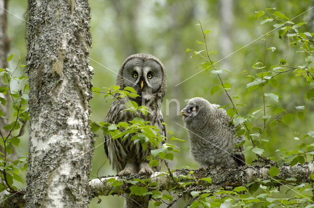 Laplanduil (Strix nebulosa)