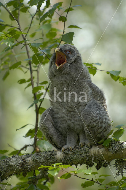 Great Grey Owl (Strix nebulosa)