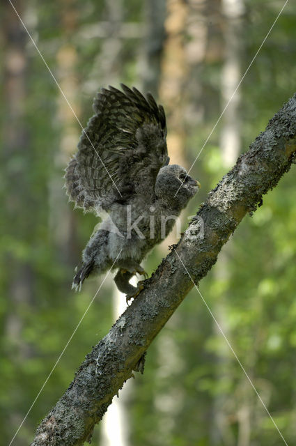 Laplanduil (Strix nebulosa)