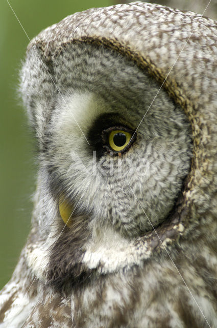 Laplanduil (Strix nebulosa)