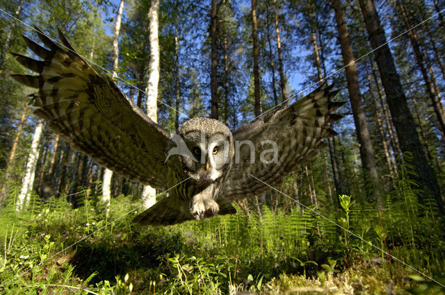 Laplanduil (Strix nebulosa)