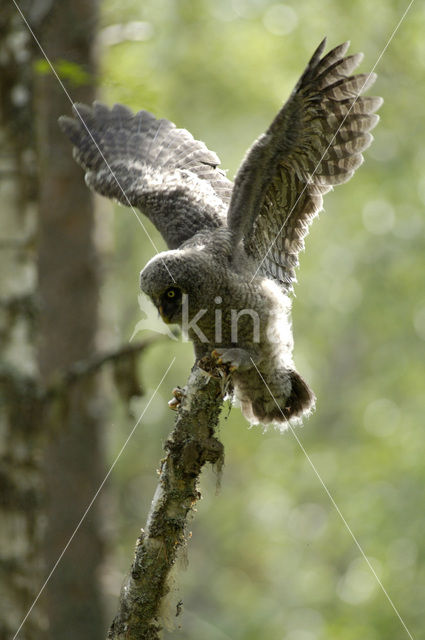 Laplanduil (Strix nebulosa)