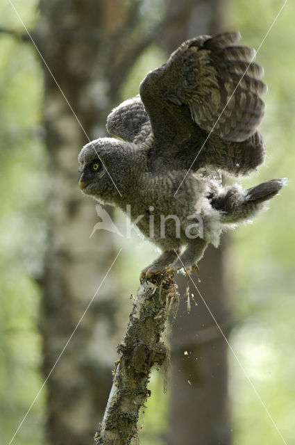 Laplanduil (Strix nebulosa)