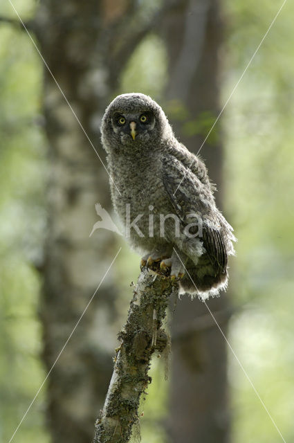 Laplanduil (Strix nebulosa)