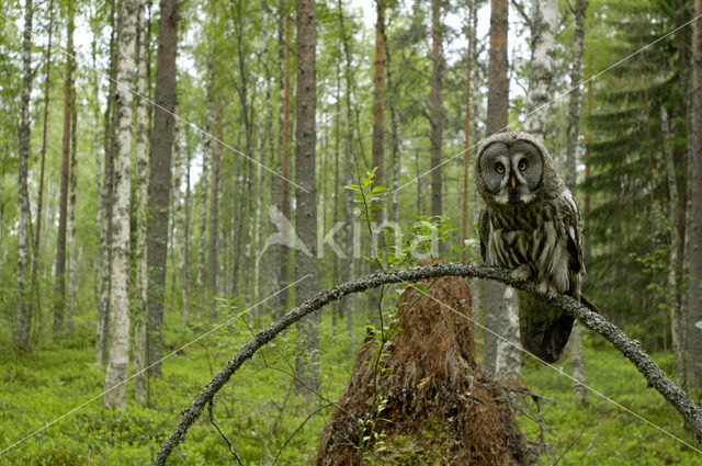 Laplanduil (Strix nebulosa)