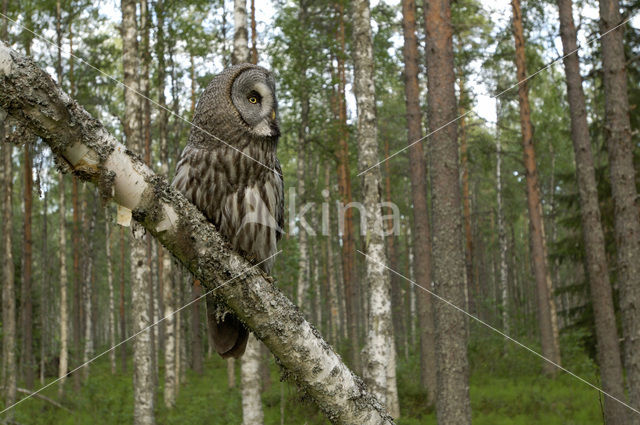 Laplanduil (Strix nebulosa)