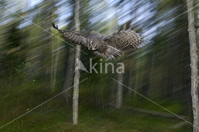 Laplanduil (Strix nebulosa)