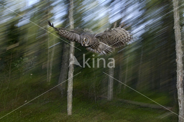 Great Grey Owl (Strix nebulosa)