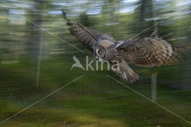 Great Grey Owl (Strix nebulosa)