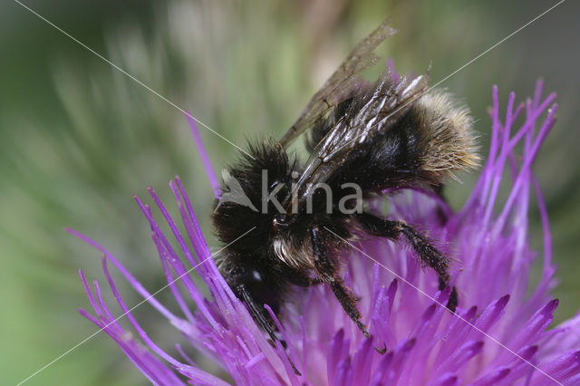 Late hommel (Bombus soroeensis)