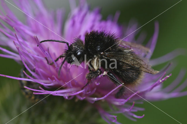 Late hommel (Bombus soroeensis)