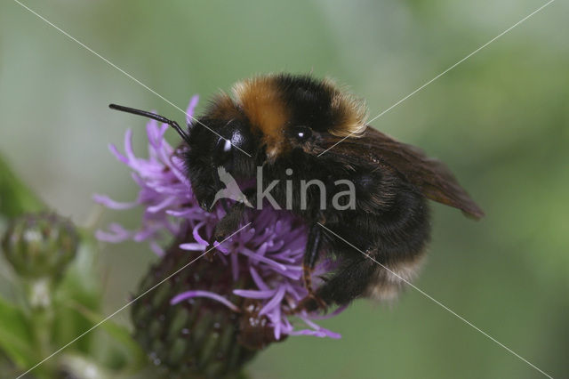 Lichte koekoekshommel (Bombus barbutellus)