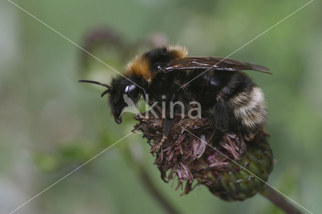 Lichte koekoekshommel (Bombus barbutellus)