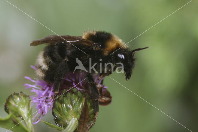 Lichte koekoekshommel (Bombus barbutellus)