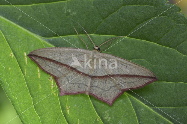 Blood-vein (Timandra comae)