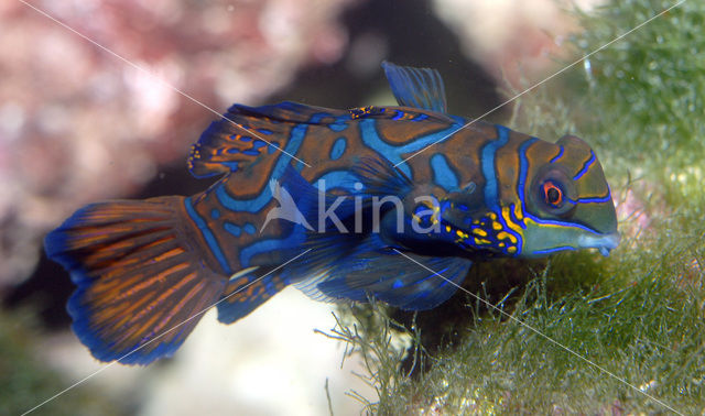 Mandarinfish (Synchiropus splendidus)