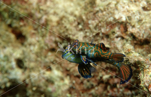 Manderijnvis (Synchiropus splendidus)