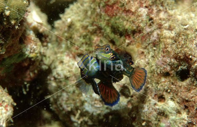 Mandarinfish (Synchiropus splendidus)