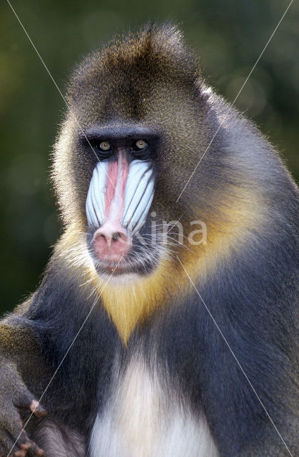 Mandril (Mandrillus sphinx)