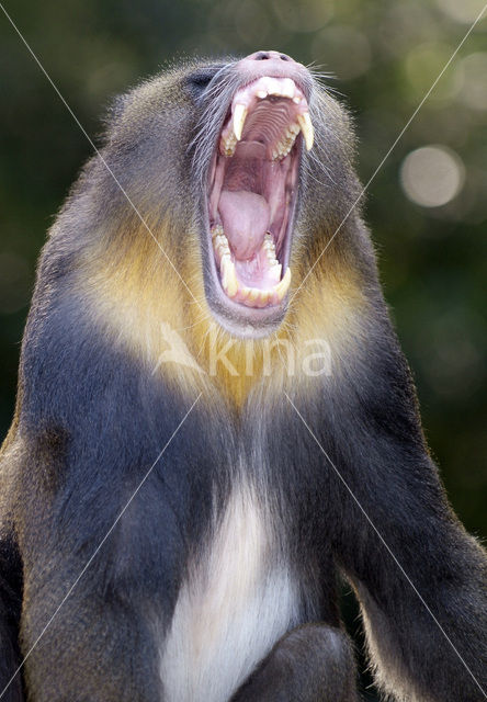 Mandril (Mandrillus sphinx)