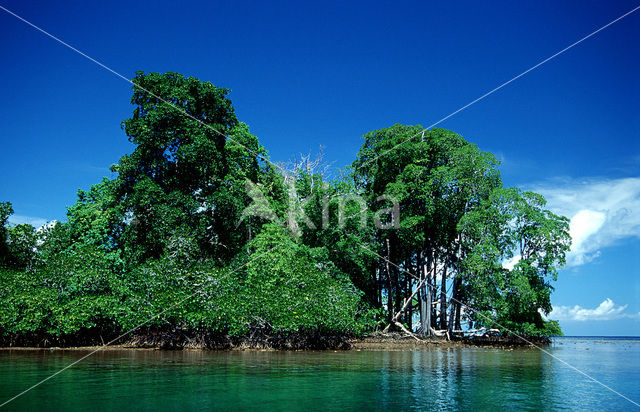 Mangrove