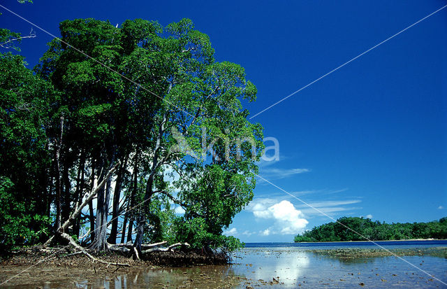 Mangrove